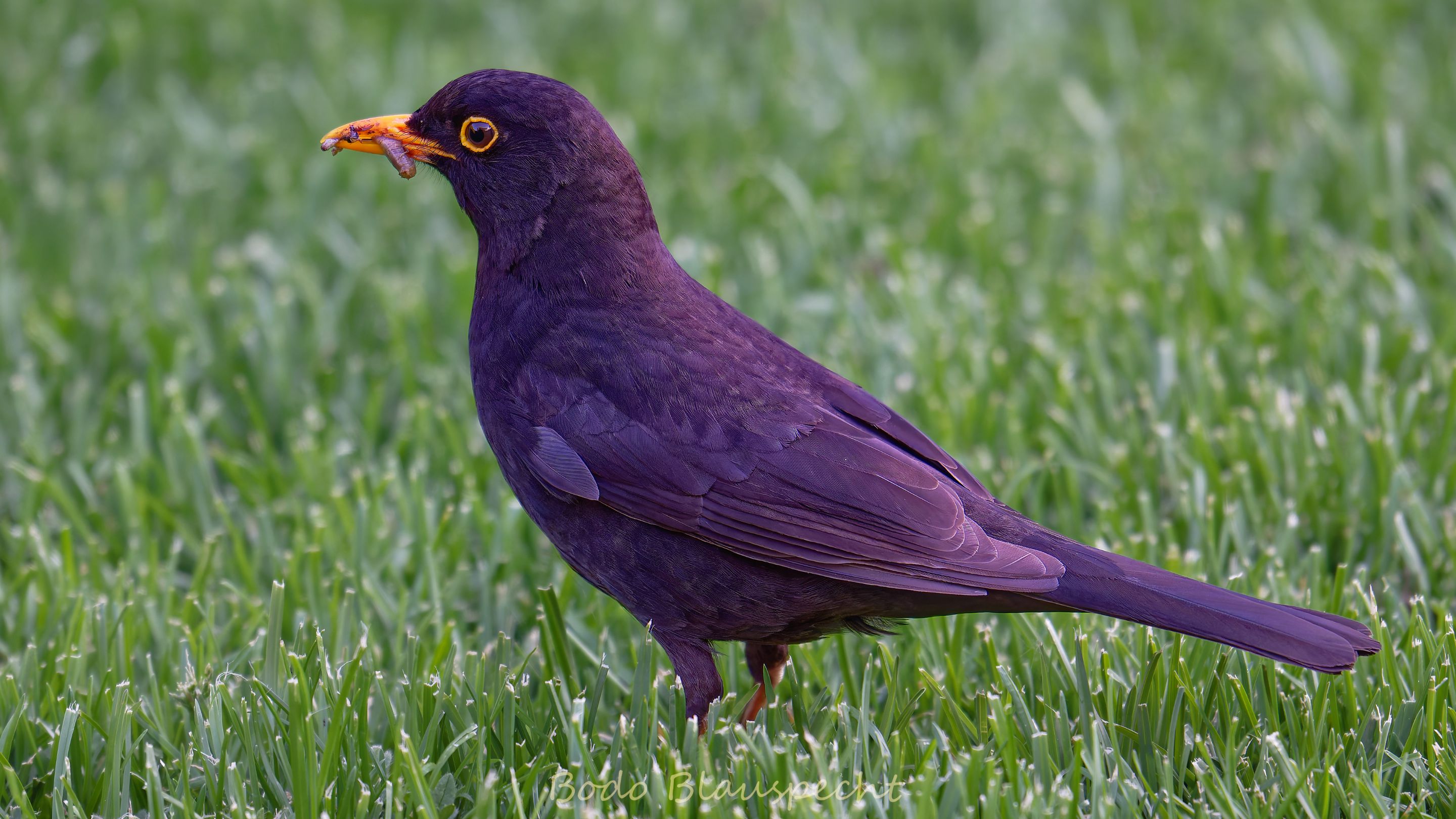 Amsel